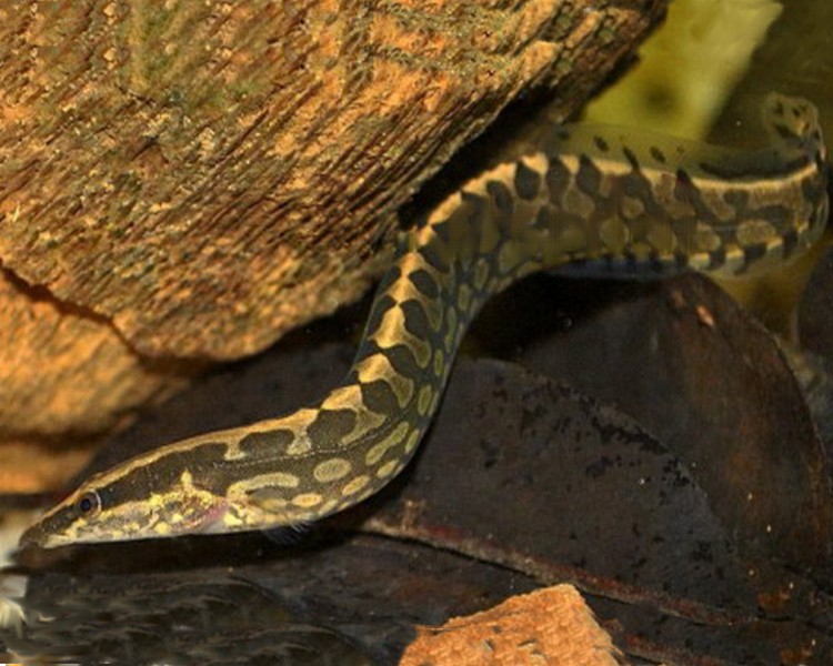 Tyre Track Eel ~ 8.5cm